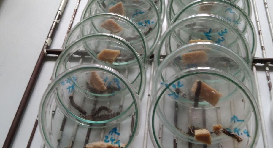 Bioinsektizide zur Kontrolle von Schadinsekten-Populationen
