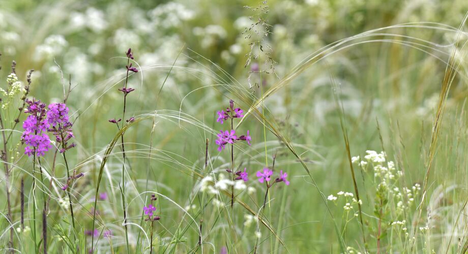 Biodiversity Research & Monitoring AT-CZ 2024 - 2028