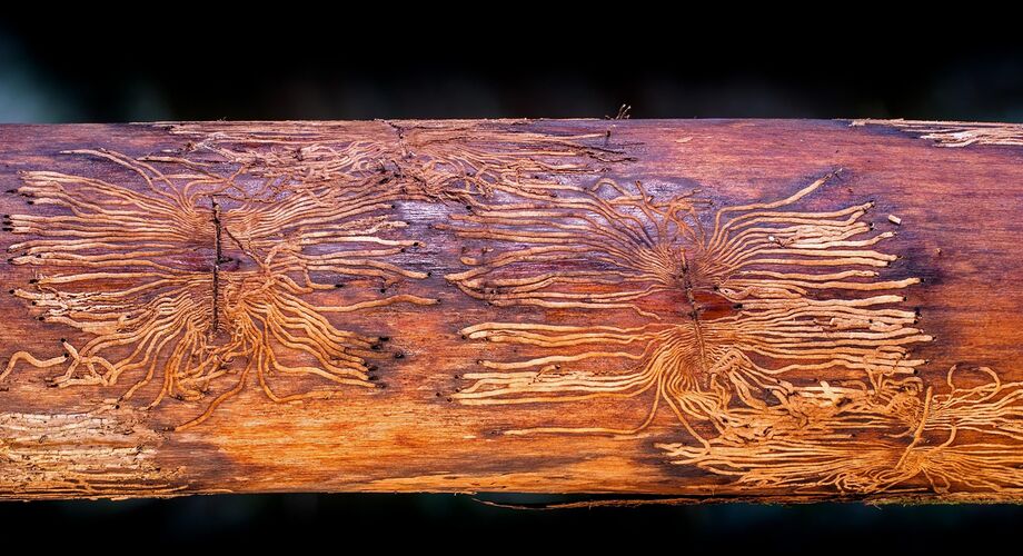 Smell-based Molecular Artificial intelligence to Fight Bark Beetles